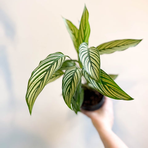 Calathea elliptica 'Vittata' - Sprouts of Bristol