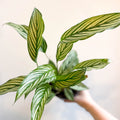 Calathea elliptica 'Vittata' - Sprouts of Bristol