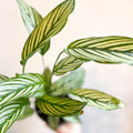 Calathea elliptica 'Vittata' - Sprouts of Bristol