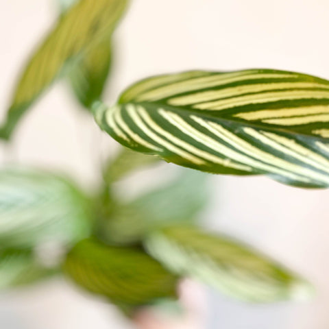 Calathea elliptica 'Vittata' - Sprouts of Bristol