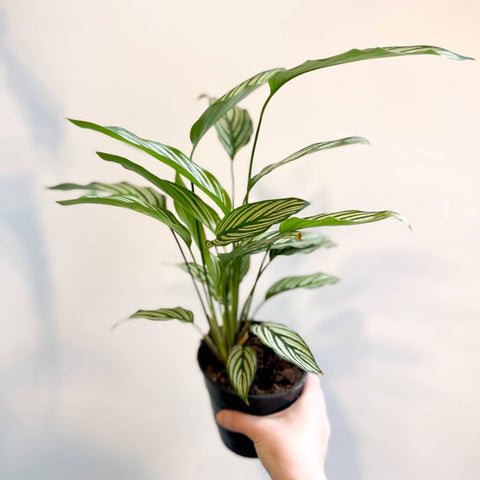 Calathea elliptica 'Vittata' - Sprouts of Bristol