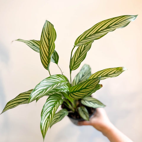 Calathea elliptica 'Vittata' - Sprouts of Bristol