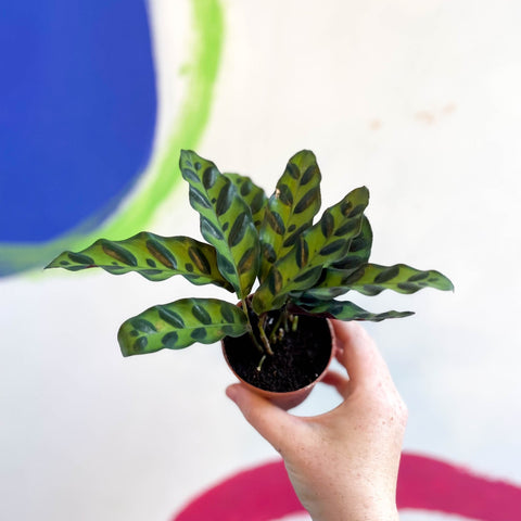 Calathea lancifolia - Rattlesnake Plant - Sprouts of Bristol