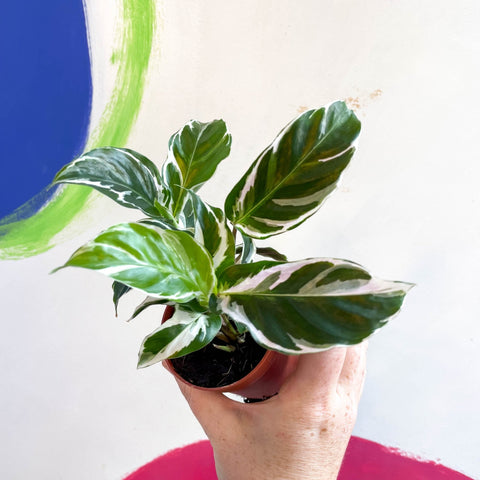 Calathea lietzei 'White Fusion' - Sprouts of Bristol