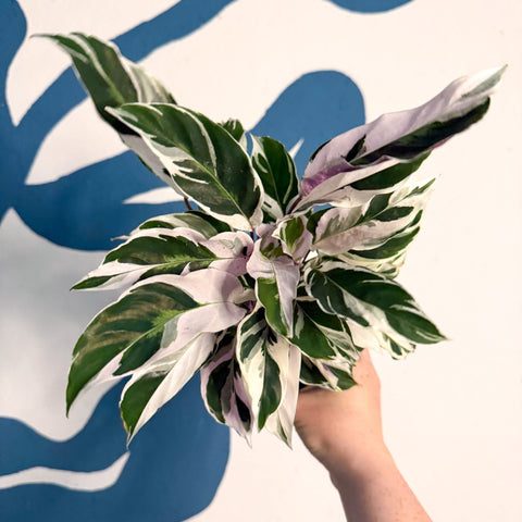 Calathea lietzei 'White Fusion' - Sprouts of Bristol