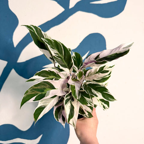 Calathea lietzei 'White Fusion' - Sprouts of Bristol