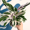 Calathea lietzei 'White Fusion' - Sprouts of Bristol