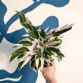 Calathea lietzei 'White Fusion' - Sprouts of Bristol