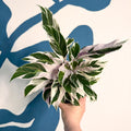 Calathea lietzei 'White Fusion' - Sprouts of Bristol