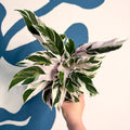 Calathea lietzei 'White Fusion' - Sprouts of Bristol