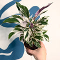Calathea lietzei 'White Fusion' - Sprouts of Bristol