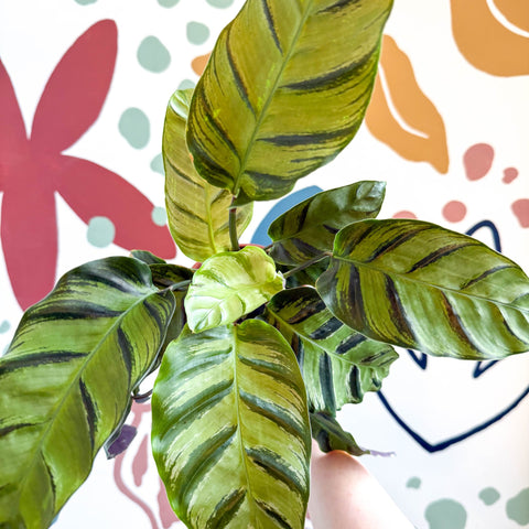 misto prayer plant Calathea louisae 'Misto'