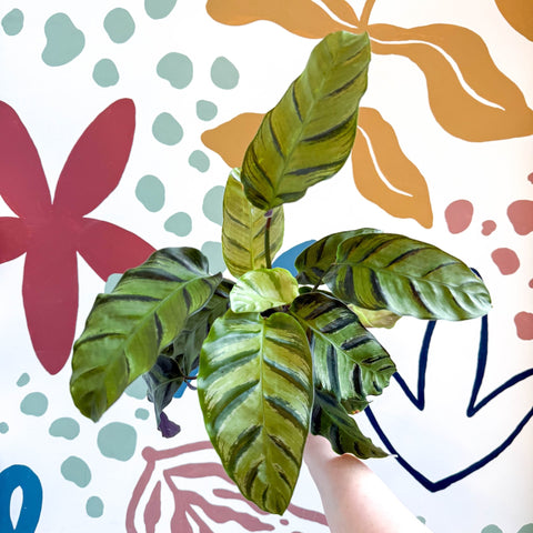 misto prayer plant Calathea louisae 'Misto'