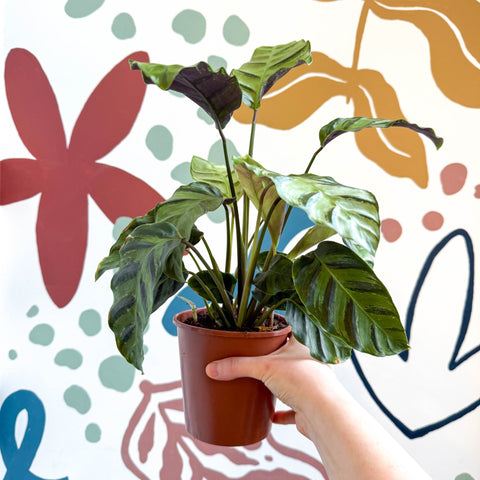misto prayer plant Calathea louisae 'Misto'