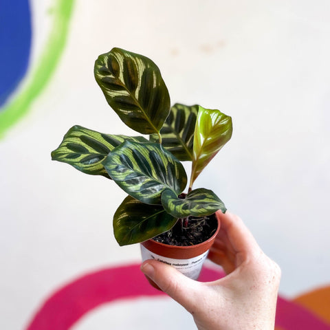 Calathea makoyana - Peacock Plant - Sprouts of Bristol