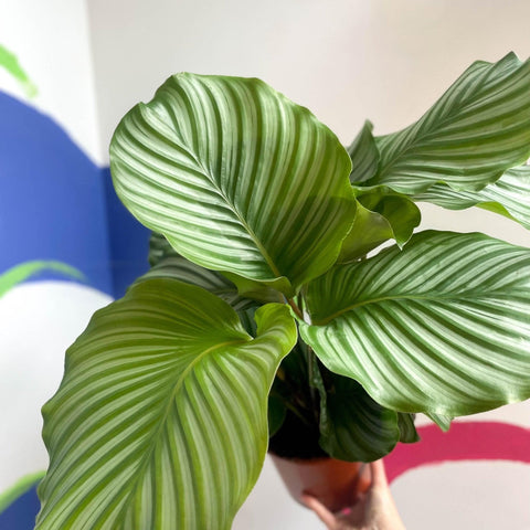 Calathea orbifolia - Sprouts of Bristol