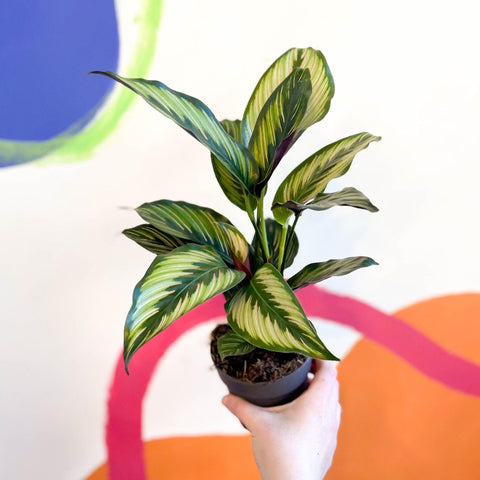 Calathea ornata 'Beauty Star' - Sprouts of Bristol