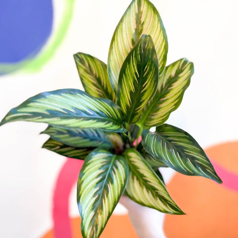 Calathea ornata 'Beauty Star' - Sprouts of Bristol