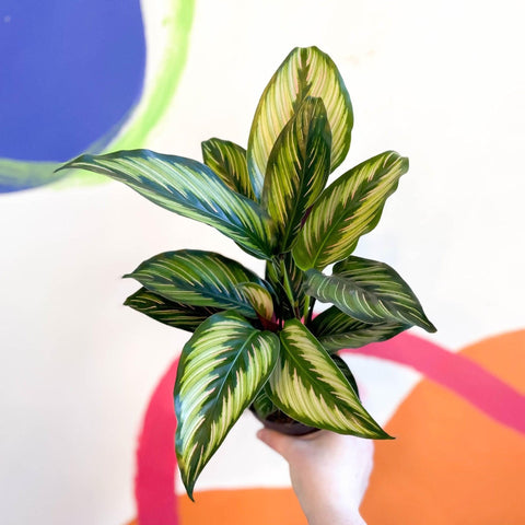 Calathea ornata 'Beauty Star' - Sprouts of Bristol