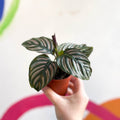 Calathea ornata ‘Sanderiana’ - Pink Pinstripe - Sprouts of Bristol