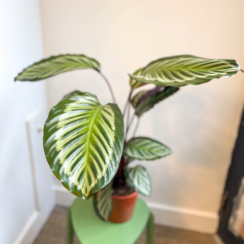 Calathea roseopicta - Sprouts of Bristol