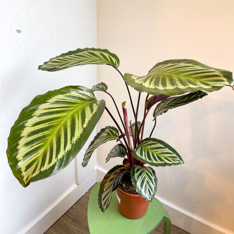 Calathea roseopicta - Sprouts of Bristol