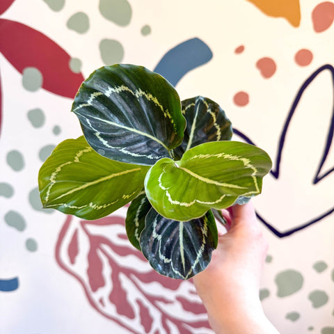 Calathea roseopicta 'Apple Bee' – Sprouts of Bristol