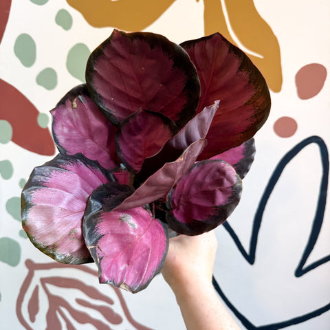 Calathea roseopicta 'Crimson' - Sprouts of Bristol