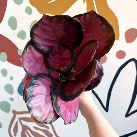 Calathea roseopicta 'Crimson' - Sprouts of Bristol