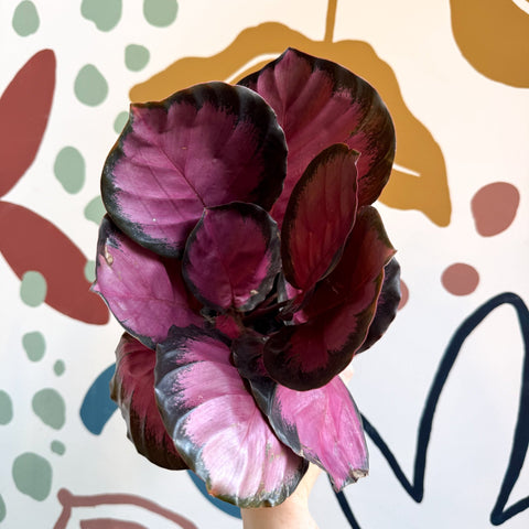 Calathea roseopicta 'Crimson' - Sprouts of Bristol