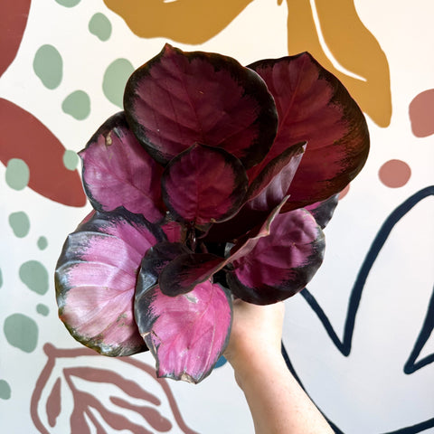 Calathea roseopicta 'Crimson' - Sprouts of Bristol