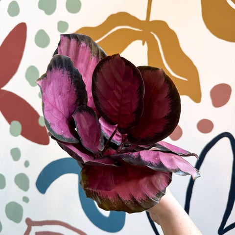 Calathea roseopicta 'Crimson' - Sprouts of Bristol