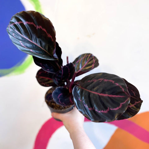 Calathea roseopicta 'Dottie' - Sprouts of Bristol