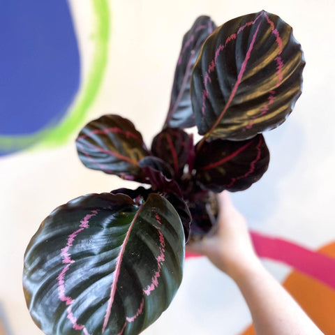 Calathea roseopicta 'Dottie' - Sprouts of Bristol