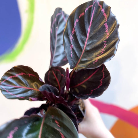 Calathea roseopicta 'Dottie' - Sprouts of Bristol