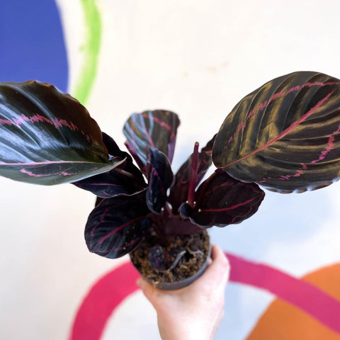 Calathea roseopicta 'Dottie' - Sprouts of Bristol