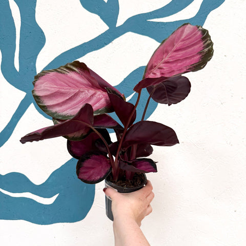 Calathea roseopicta 'Mysty Red' - Sprouts of Bristol