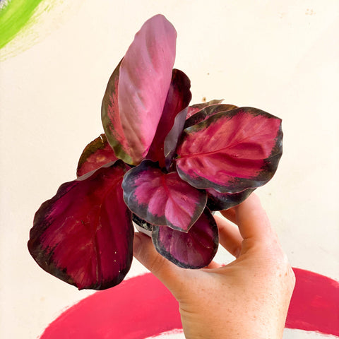 Calathea roseopicta 'Rosy' - Sprouts of Bristol