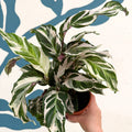Calathea ‘Stella’ - Sprouts of Bristol