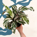 Calathea ‘Stella’ - Sprouts of Bristol