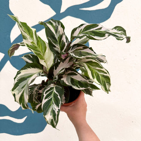 Calathea ‘Stella’ - Sprouts of Bristol