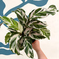 Calathea ‘Stella’ - Sprouts of Bristol