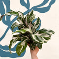 Calathea ‘Stella’ - Sprouts of Bristol