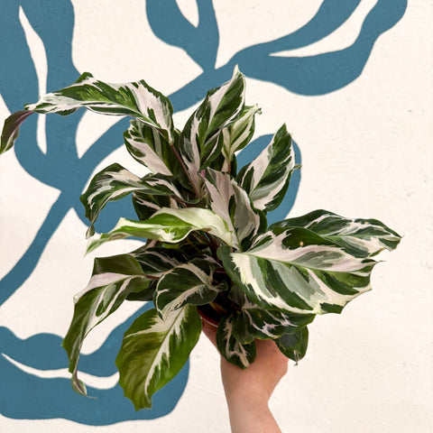Calathea ‘Stella’ - Sprouts of Bristol