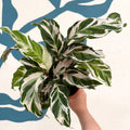 Calathea ‘Stella’ - Sprouts of Bristol
