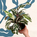 Calathea ‘Stella’ - Sprouts of Bristol