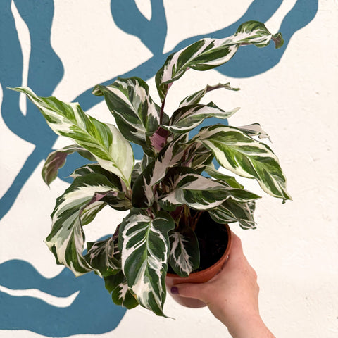 Calathea ‘Stella’ - Sprouts of Bristol