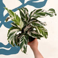 Calathea ‘Stella’ - Sprouts of Bristol