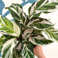 Calathea ‘Stella’ - Sprouts of Bristol