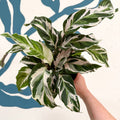 Calathea ‘Stella’ - Sprouts of Bristol